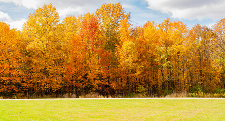Profusion of Autumn Foliage by an Open Meadow