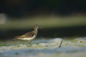 Actitis hypoleucos Small sea bird with nature background