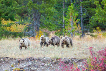 The famous Grizzly Bear 399 and her cubs grazing in a field amidst the fall colors in Grand Teton National Park (Wyoming). © Patrick