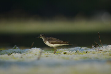 Actitis hypoleucos Small sea bird with nature background