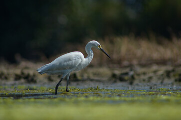 Little Egret ( Egretta Garzetta ) on water with nature backgroun