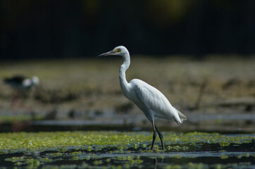 Little Egret ( Egretta Garzetta ) on water with nature backgroun
