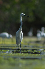 Little Egret ( Egretta Garzetta ) on water with nature backgroun