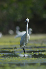 Little Egret ( Egretta Garzetta ) on water with nature backgroun