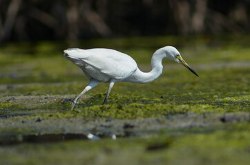 Little Egret ( Egretta Garzetta ) on water with nature backgroun