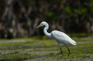 Little Egret ( Egretta Garzetta ) on water with nature backgroun