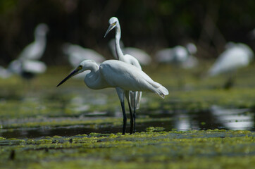 Little Egret ( Egretta Garzetta ) on water with nature backgroun