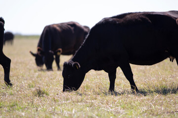 angus en el campo