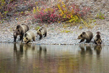 Grizzly Bear 399 and her four cubs getting a drink of water by the river in Grand Teton National Park (Wyoming). © Patrick