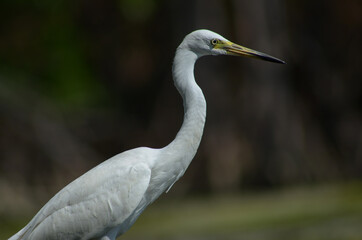 Little Egret ( Egretta Garzetta ) on water with nature backgroun