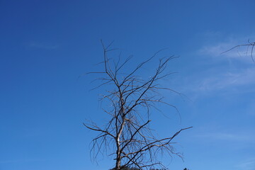 Beautiful tree and branches photography under the blue sky. Wallpaper