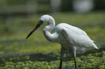 Little Egret ( Egretta Garzetta ) on water with nature backgroun