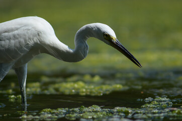 Little Egret ( Egretta Garzetta ) on water with nature backgroun