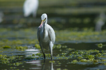 Little Egret ( Egretta Garzetta ) on water with nature backgroun