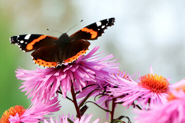 A butterfly on flowers. Purple aster. A flower of aster. Flower in garden. Autumn flowers