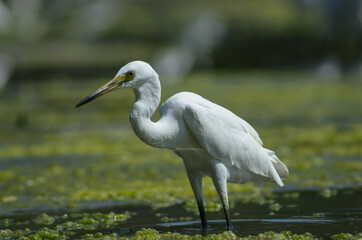 Little Egret ( Egretta Garzetta ) on water with nature backgroun