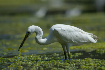 Little Egret ( Egretta Garzetta ) on water with nature backgroun