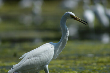 Little Egret ( Egretta Garzetta ) on water with nature backgroun