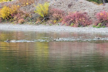 Grizzly Bear 399 and her four cubs crossing the river in Grand Teton National Park amidst the fall colors.