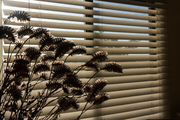 Lambstail flowers silhouetted against a window blind.