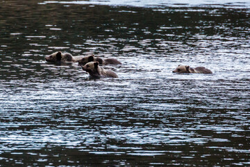 Grizzly Bear 399 and her four cubs crossing the river in Grand Teton National Park amidst the fall colors.