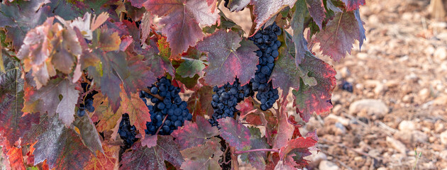 Vines in autumn with ripe grapes in vineyards of La Rioja, Spain