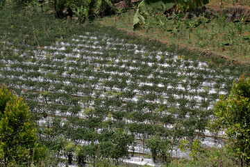 View of fields in the Sukawangi area, Bogor, Indonesia, which are planted with various types of plants such as bananas, corn, chilies, and others