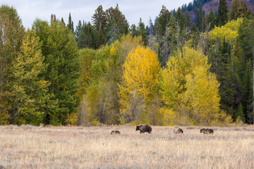 Fototapeta na wymiar The famous Grizzly Bear 399 and her cubs grazing in a field amidst the fall colors in Grand Teton National Park (Wyoming).