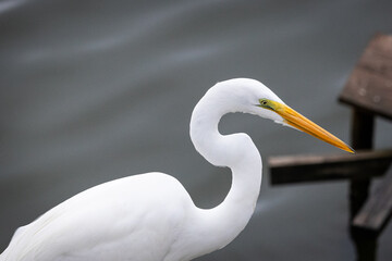 A white heron head with a colorfull bick