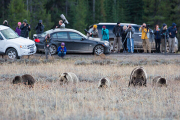 The famous grizzly bear 399 roaming in a field in Grand Teton National Park in Wyoming.  © Patrick