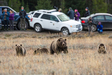 The famous grizzly bear 399 roaming in a field in Grand Teton National Park in Wyoming. 