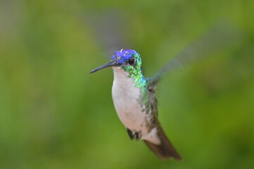 Colibrí amazilia andina