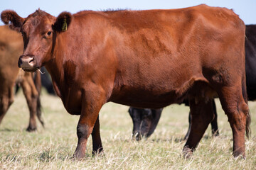 angus en el campo