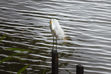 great white egret standing on tunk on the lake