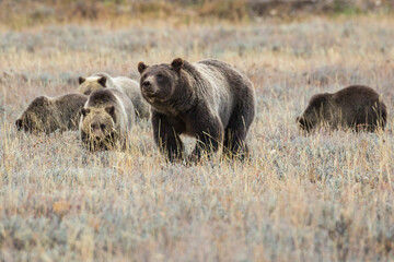 The famous grizzly bear 399 roaming in a field in Grand Teton National Park in Wyoming. 