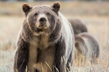 The famous grizzly bear 399 roaming in a field in Grand Teton National Park in Wyoming.  © Patrick