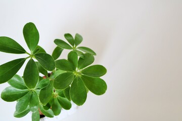 カポック　観葉植物　癒し　白バック