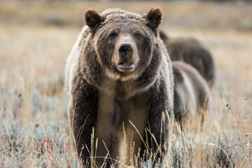 The famous grizzly bear 399 roaming in a field in Grand Teton National Park in Wyoming. 