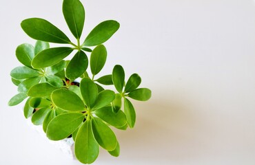 カポック　観葉植物　癒し　白バック