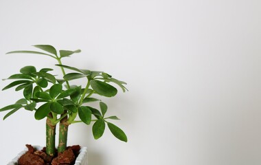 カポック　観葉植物　癒し　白バック