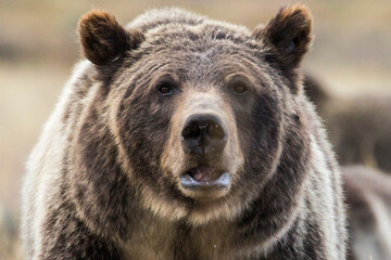 The famous grizzly bear 399 roaming in a field in Grand Teton National Park in Wyoming. 