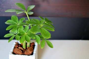 カポック　観葉植物　癒し　屋内