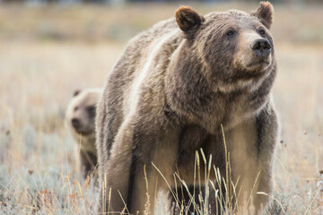 The famous grizzly bear 399 roaming in a field in Grand Teton National Park in Wyoming. 