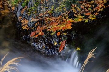 渓流と落葉