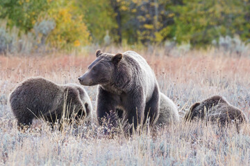 The famous grizzly bear 399 roaming in a field in Grand Teton National Park in Wyoming. 