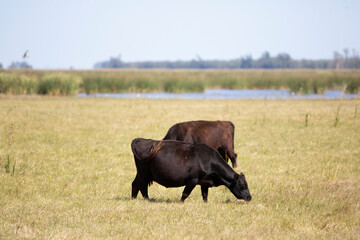 angus en el campo