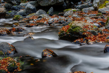 渓流と落葉