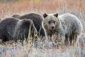 The famous grizzly bear 399 roaming in a field in Grand Teton National Park in Wyoming. 