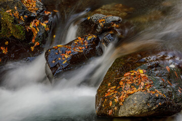 渓流と落葉