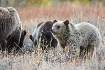 The famous grizzly bear 399 roaming in a field in Grand Teton National Park in Wyoming. 